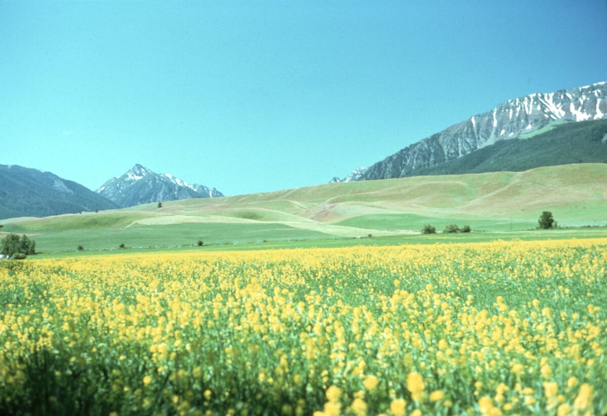 This field, probably of mustard but possibly an early example of canola in the county, blooms yellow on Upper Prairie Creek. Rising behind the east moraine of Wallowa Lake are, from left, Mt. Howard, Mt. Bonneville, and Chief Joseph Mountain. Taken by Janie Tippett.