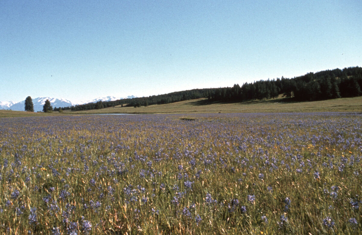 Looking southwest across the camas beds on the Lewiston Hwy (Hwy 30) north of Enterprise. Chief Joseph Mountain can be seen in the distance. Taken by Janie Tippett.