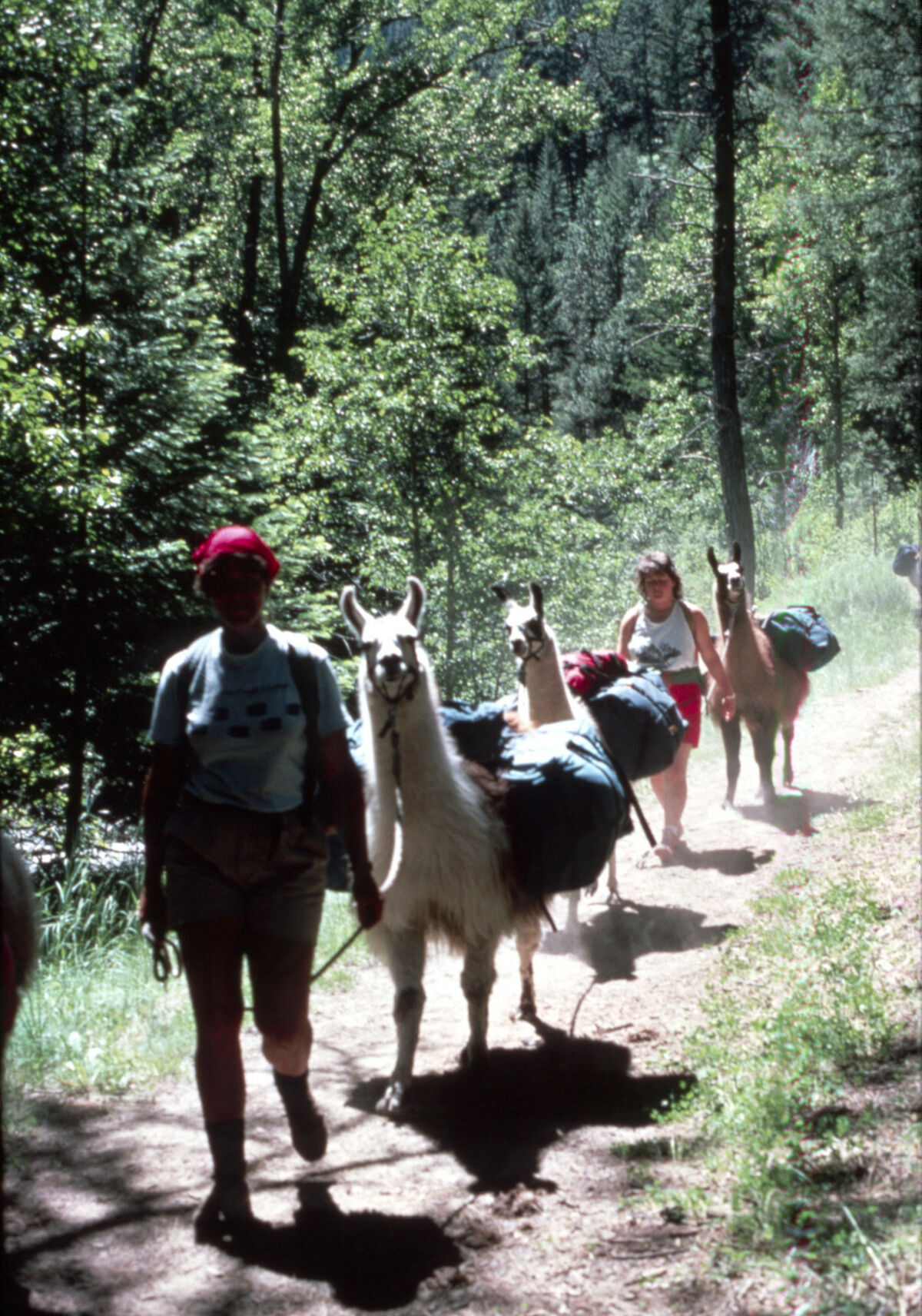 Stanlynn Daugherty, a llama packer, leads Janie Tippett’s 4-H Sourdough Shutterbugs into the backcountry on Forest Service-improved trails. Taken by Janie Tippett.