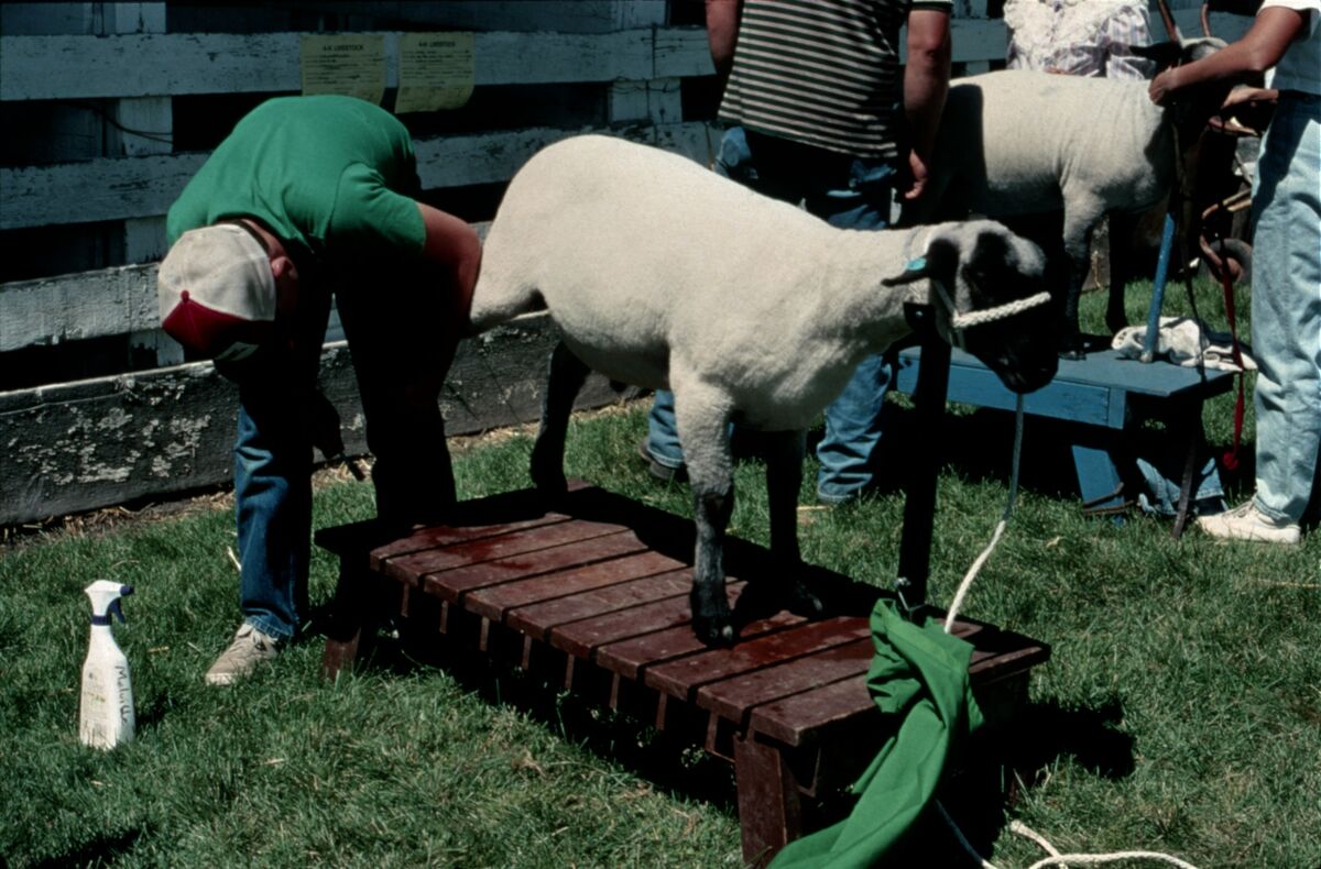 Judging a 4-H sheep at the Wallowa County Fair in the 1980s. Taken by Janie Tippett.