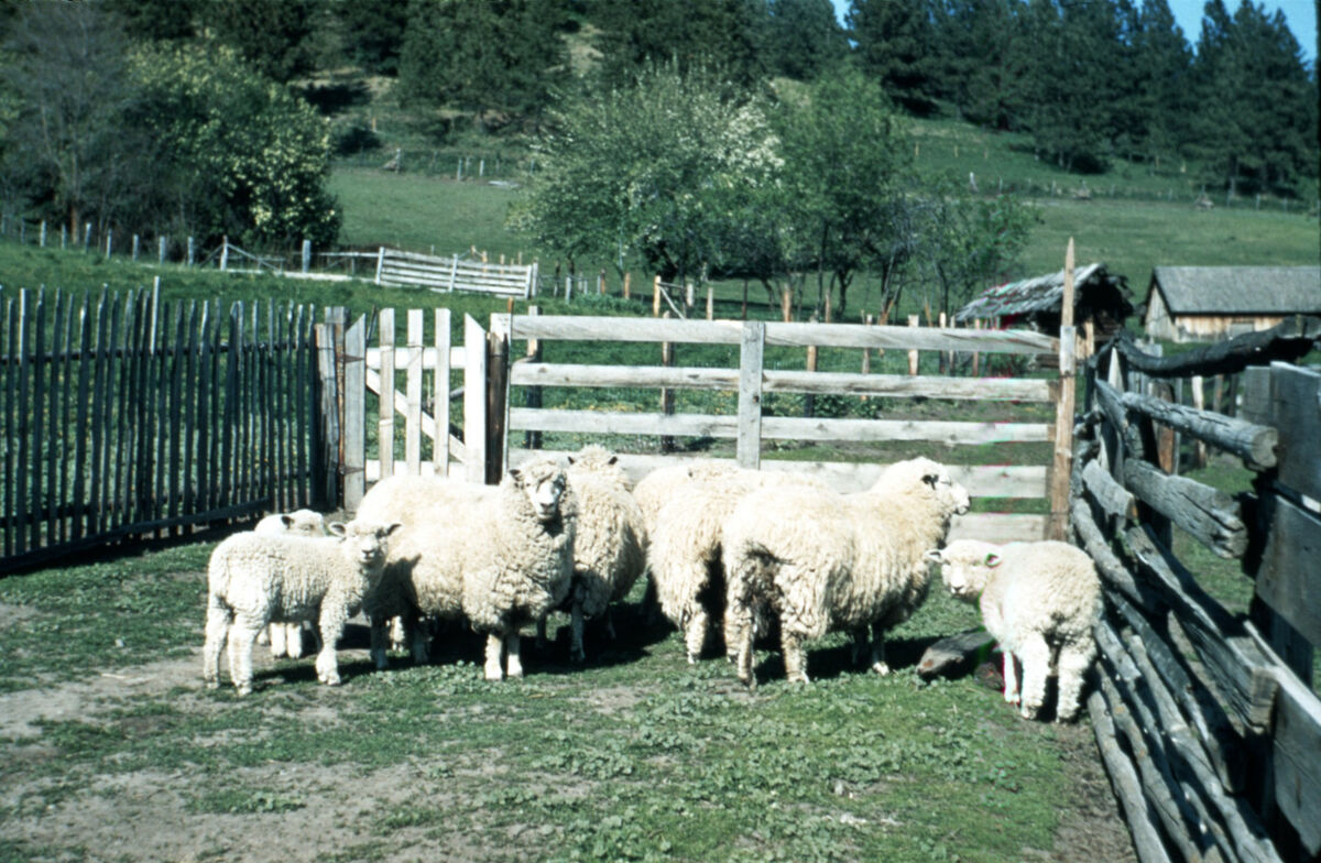 Sheep in a pen. Taken by Cressie Green.