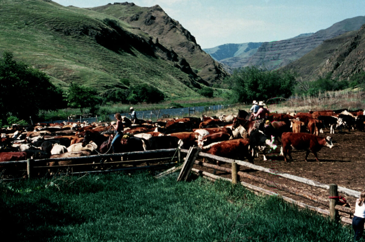 Cowboys and cattle at a branding on Corral Creek. Taken by Janie Tippett.