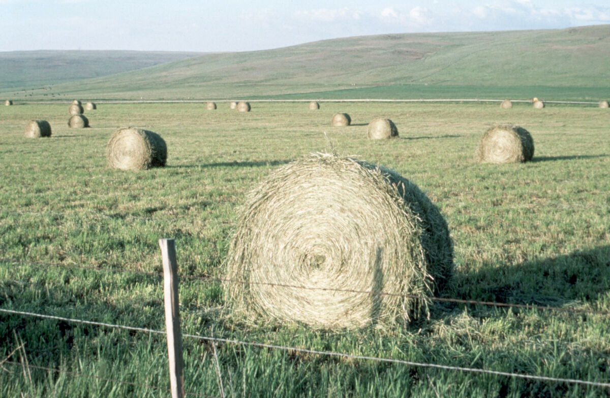 Rolled hay bales. Taken by Janie Tippett.