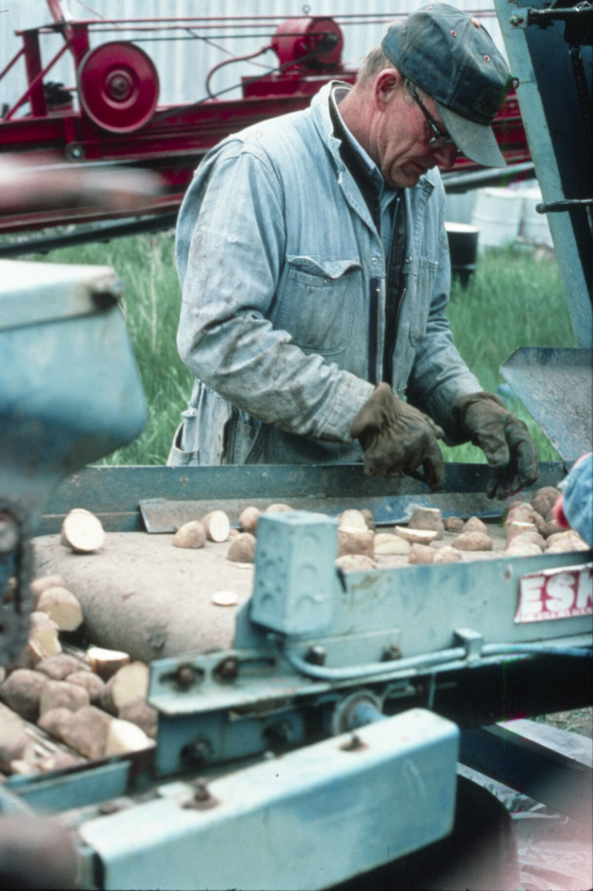 Doug Tippett sorts seed potatoes at the Tippett home place on Prairie Creek. Taken by Janie Tippett.