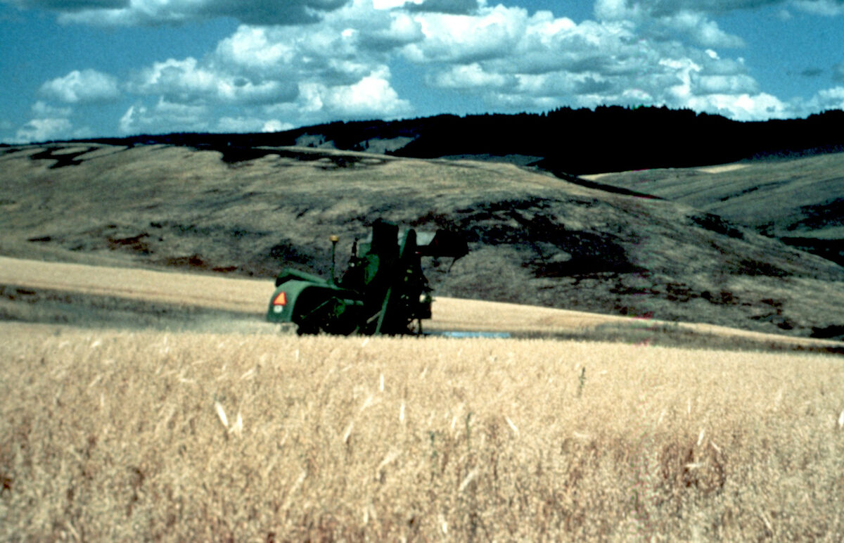 Dryland wheat fields on the North End. Taken by Cressie Green.