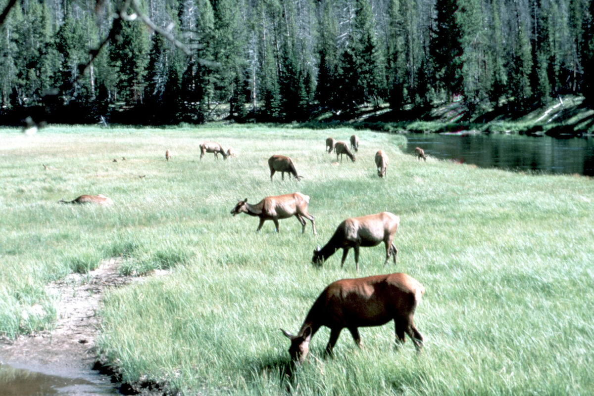 Possibly taken in the North Minam Meadows, this photo was meant to represent an elk herd in the high mountain meadows of the Wallowas. Taken by Janie Tippett.
