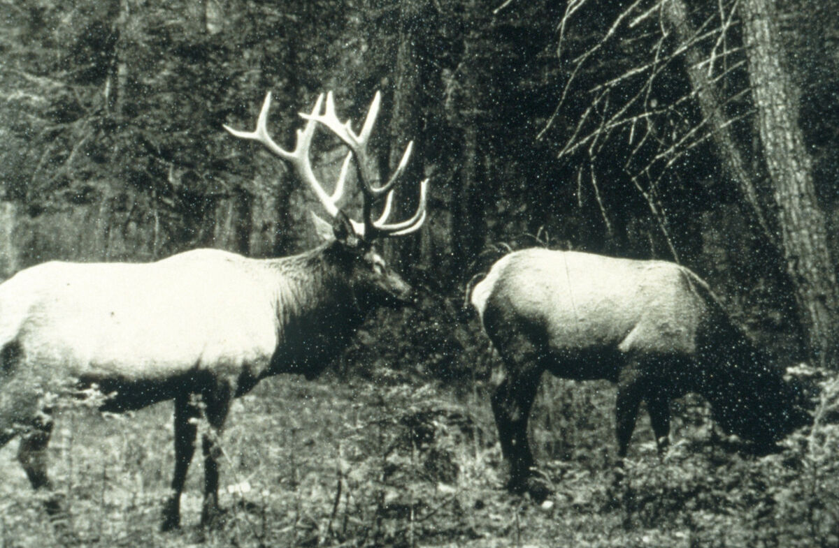 “Bill Taft” and another reintroduced elk near Wallowa Lake.