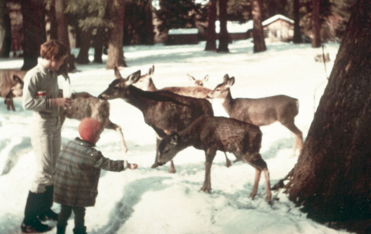 Children feed deer at Wallowa Lake. Courtesy of the Wallowa County Museum.