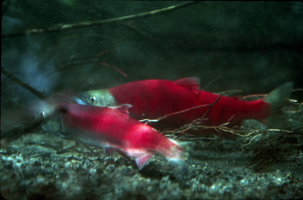 Sockeye salmon, called Kokanee as they are now land-locked by the dam at Wallowa Lake and no longer swim to the ocean, turn a vibrant red when they spawn. Possibly taken by Steve Roundy.