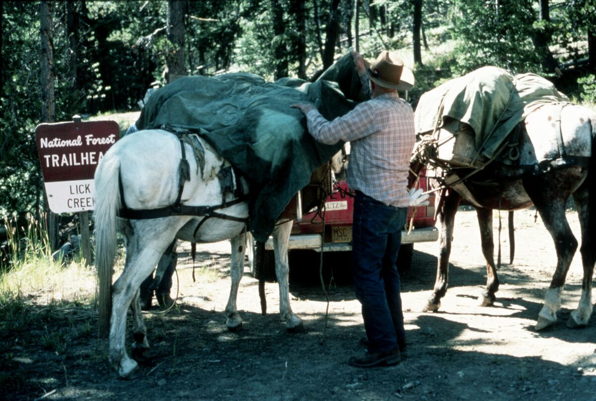 Max Gorsline adjusts his horse’s pack before hitting the trail to Lick Creek in the Wallowa-Whitman National Forest. Taken by Janie Tippett.