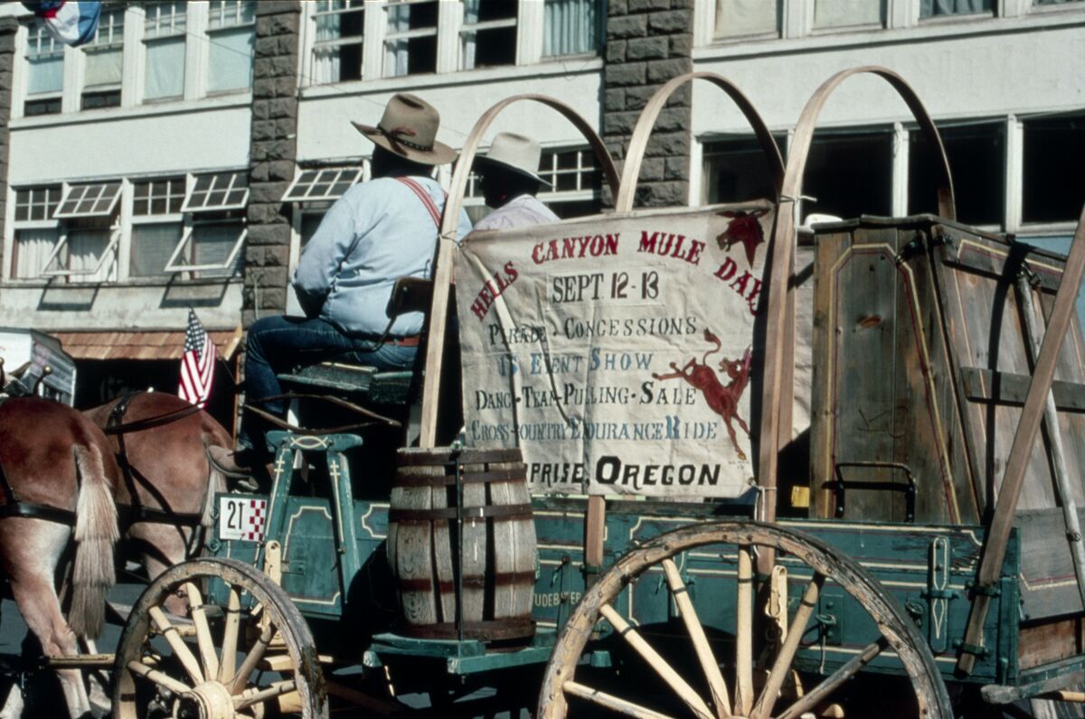 Bob Casey drives a team of mules in the annual Hells Canyon Mule Days parade. Taken by Janie Tippett.