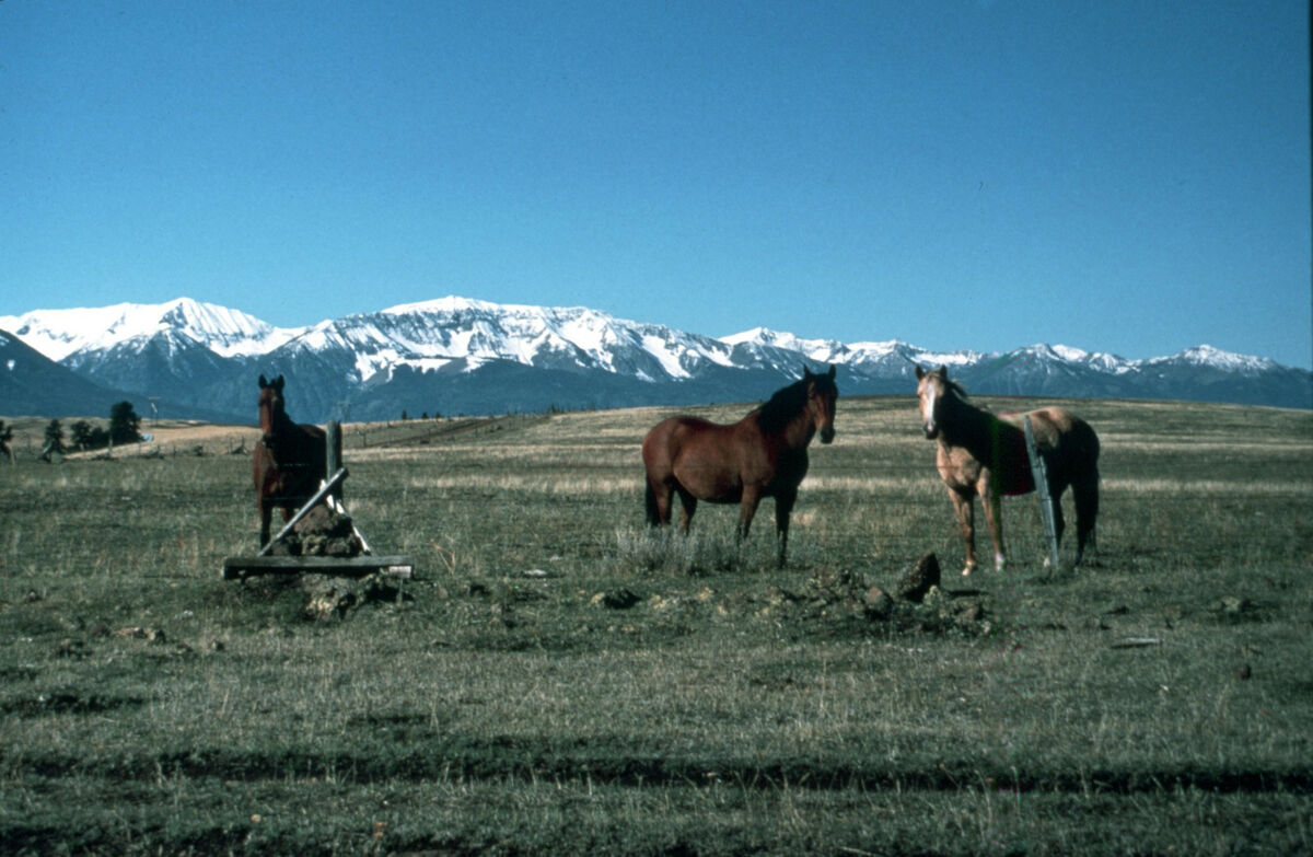 Horses grazing on the Divide. Taken by Janie Tippett.